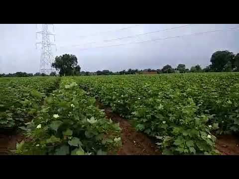Agricultural Land 81 Bigha for Sale in Dudhrej, Surendranagar