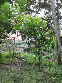 Residential Plot for Sale in Palluruthy, Kochi