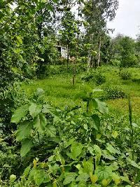  Commercial Land for Sale in Dhaneta, Hamirpur