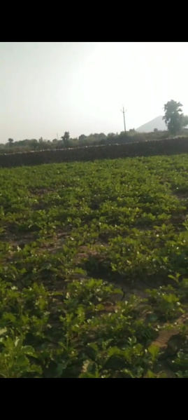  Agricultural Land 21 Bigha for Sale in Shivpuri Road, Sheopur