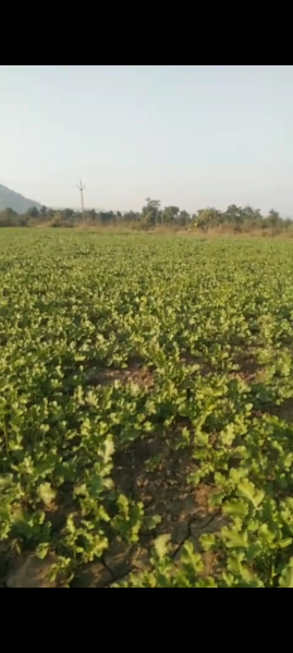  Agricultural Land 21 Bigha for Sale in Shivpuri Road, Sheopur