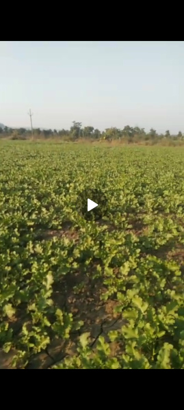  Agricultural Land 21 Bigha for Sale in Shivpuri Road, Sheopur