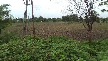  Agricultural Land for Sale in Samudrapur, Wardha