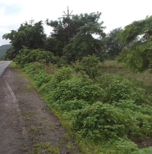 Agricultural Land 2 Acre for Sale in Bhiwapur, Nagpur