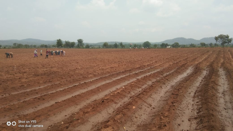 Agricultural Land 34 Acre for Sale in Narkhed, Nagpur