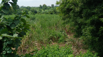  Agricultural Land for Sale in Borkhedi, Nagpur
