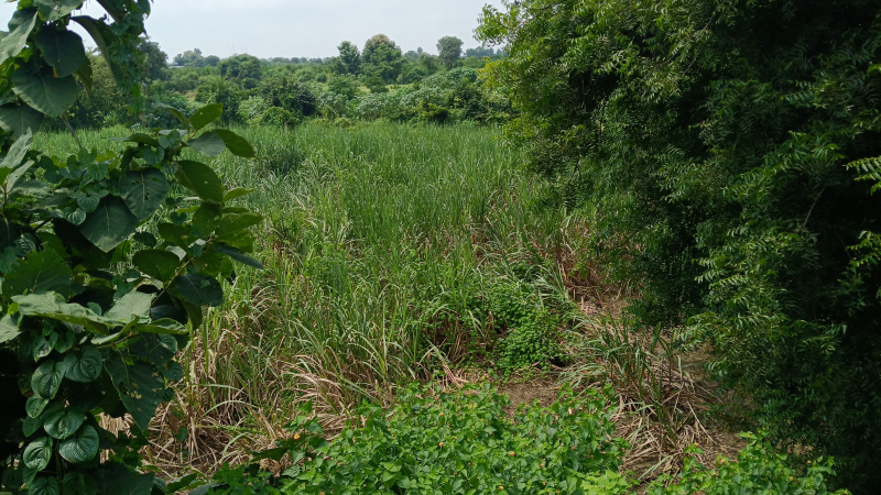  3 Acre Agricultural/Farm Land for Sale in Borkhedi, Nagpur