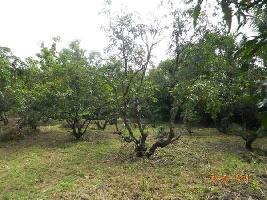  Residential Plot for Sale in Saligao Calangute Road, Goa