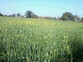  Agricultural Land for Sale in Dewas Naka, Indore
