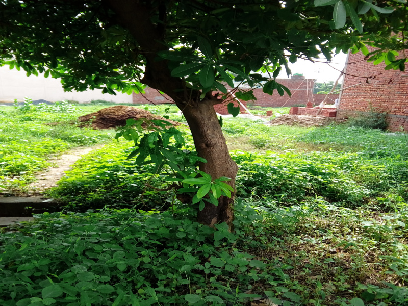  333 Sq. Yards Commercial Land for Sale in Chandpur Road, Bulandshahr