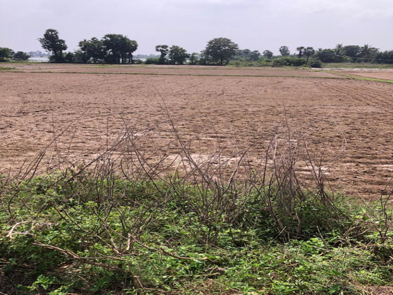  Agricultural Land 50 Cent for Sale in Acharapakkam, Chengalpattu