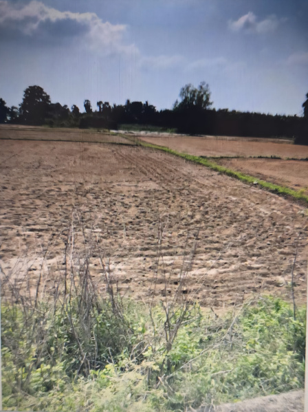  Agricultural Land 50 Cent for Sale in Acharapakkam, Chengalpattu