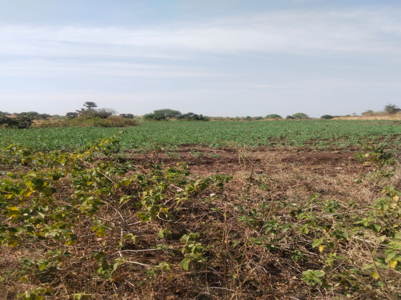 Agricultural Land 8 Bigha for Sale in Unhel, Ujjain