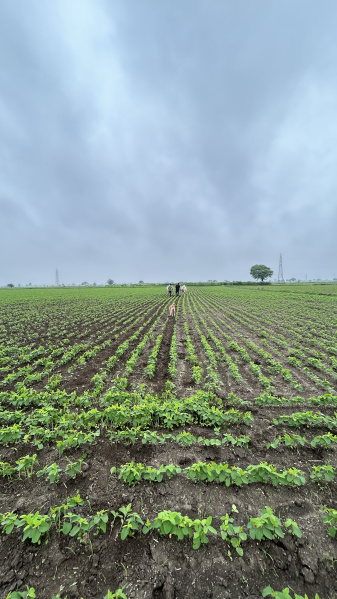  Agricultural Land 7 Bigha for Sale in Unhel, Ujjain