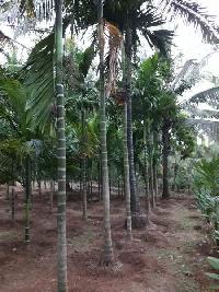  Farm House for Sale in Kudal, Sindhudurg