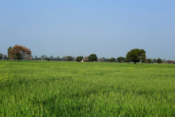  Agricultural Land for Sale in Dhankot, Gurgaon