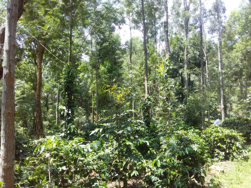 3 BHK Farm House 45 Acre for Sale in Vellalapatti, Salem