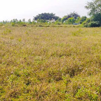  Agricultural Land for Sale in Denkanikottai, Krishnagiri