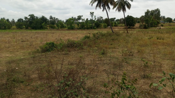  Agricultural Land for Sale in Shoolagiri, Krishnagiri