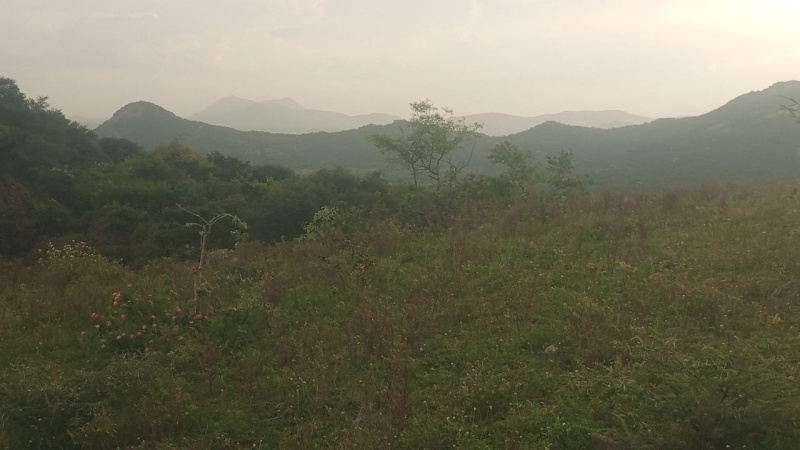 Kathujuganapalli, Krishnagiri photo 4