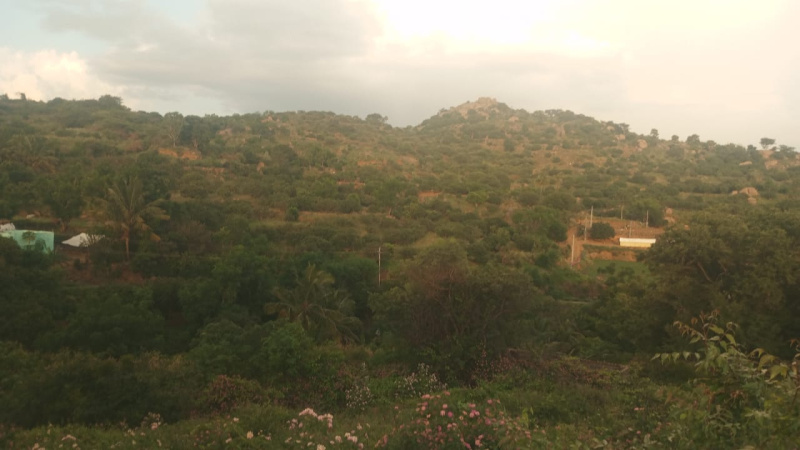 Kathujuganapalli, Krishnagiri photo 5