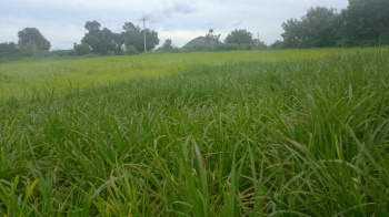  Agricultural Land for Sale in Uddanapalli, Krishnagiri