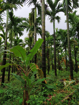  Agricultural Land for Sale in Kumta, Uttara Kannada