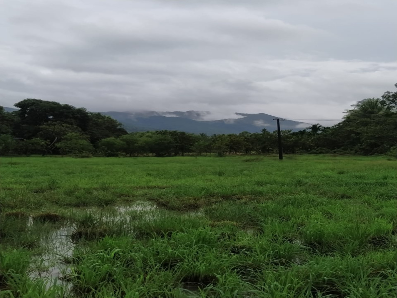  Agricultural Land 5 Acre for Sale in Kumta, Uttara Kannada