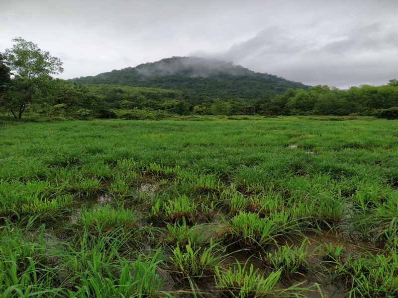  Agricultural Land 5 Acre for Sale in Kumta, Uttara Kannada