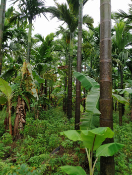 1 BHK Farm House for Sale in Kumta, Uttara Kannada
