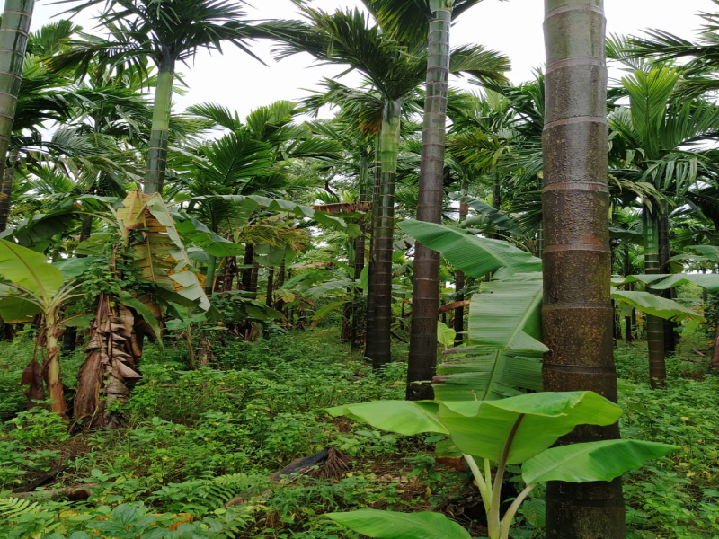 1 BHK Farm House 2 Acre for Sale in Kumta, Uttara Kannada