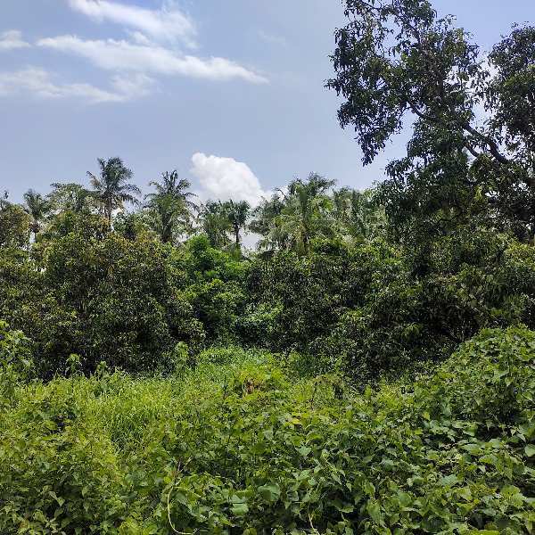  Agricultural Land 81 Guntha for Sale in Pezari, Alibag, Raigad