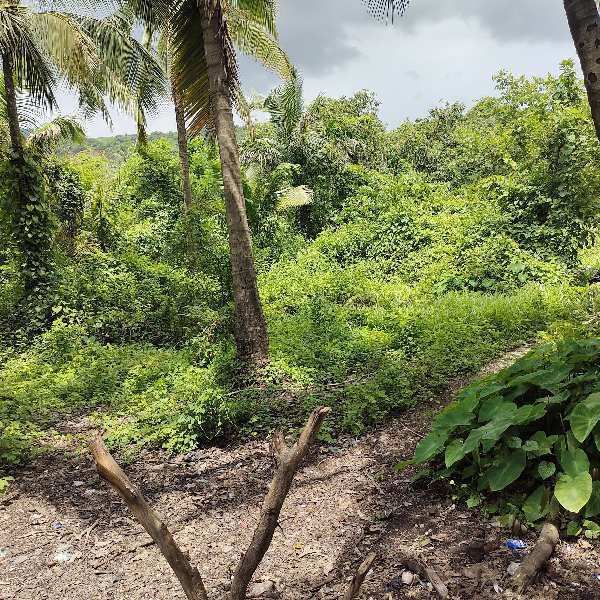  Agricultural Land 81 Guntha for Sale in Pezari, Alibag, Raigad