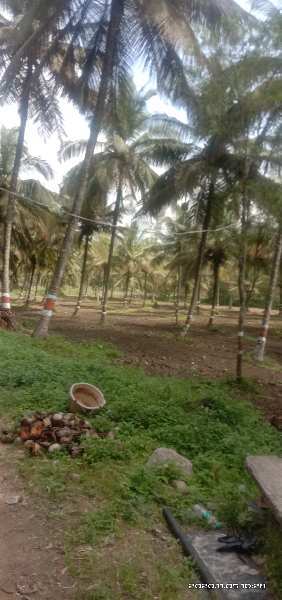  19 Acre Agricultural/Farm Land for Sale in Chamarajnagar