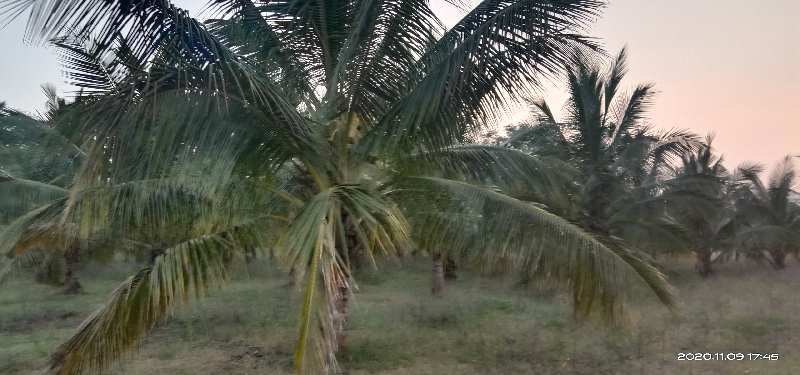  19 Acre Agricultural/Farm Land for Sale in Chamarajnagar