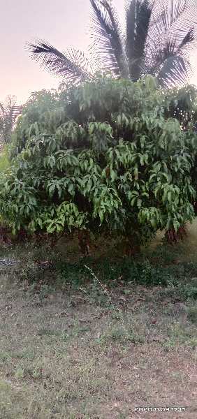  19 Acre Agricultural/Farm Land for Sale in Chamarajnagar