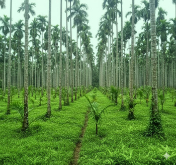  Residential Plot for Sale in Sirsi, Uttara Kannada