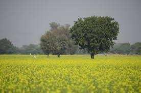  Agricultural Land for Sale in Tala, Jaipur
