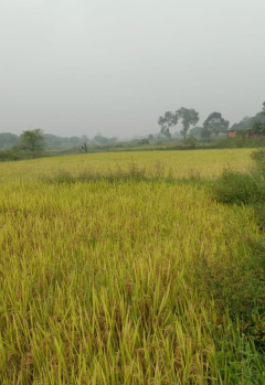  Agricultural Land for Sale in Chhura, Gariaband, Raipur
