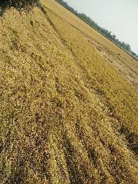  Agricultural Land for Sale in Bilaspur, Rampur