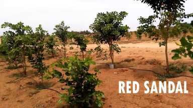  Agricultural Land 9288 Sq.ft. for Sale in Adikmet, Hyderabad