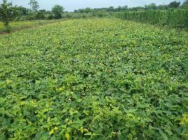  Agricultural Land for Sale in Bhilai Nagar, Durg