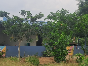  Agricultural Land for Sale in Kalaiyar Kovil, Sivaganga