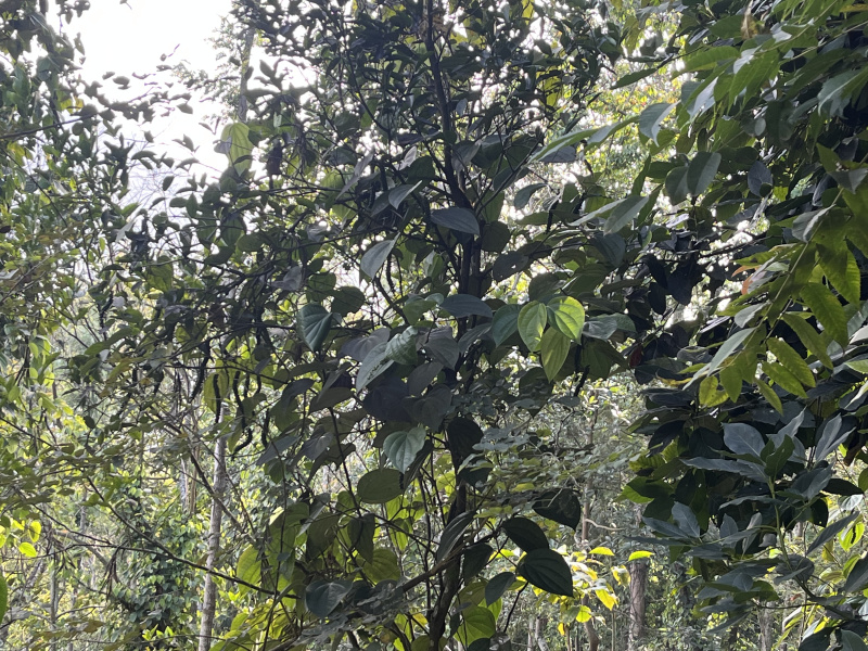  5 Acre Agricultural/Farm Land for Sale in Poolathur, Kodaikanal