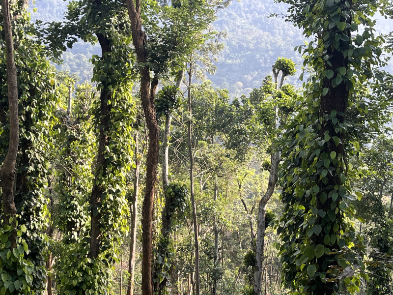  5 Acre Agricultural/Farm Land for Sale in Poolathur, Kodaikanal