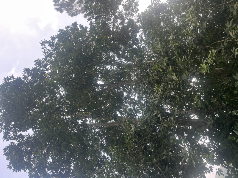  2 Acre Agricultural/Farm Land for Sale in Pannaikadu, Kodaikanal