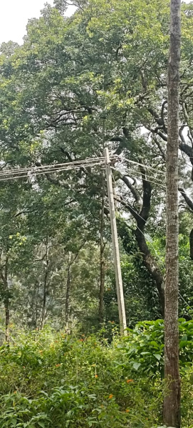  2 Acre Agricultural/Farm Land for Sale in Pannaikadu, Kodaikanal