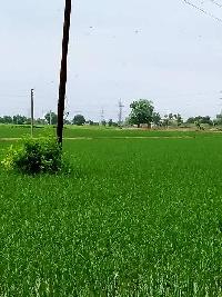  Agricultural Land for Sale in Tarn Taran Road, Amritsar
