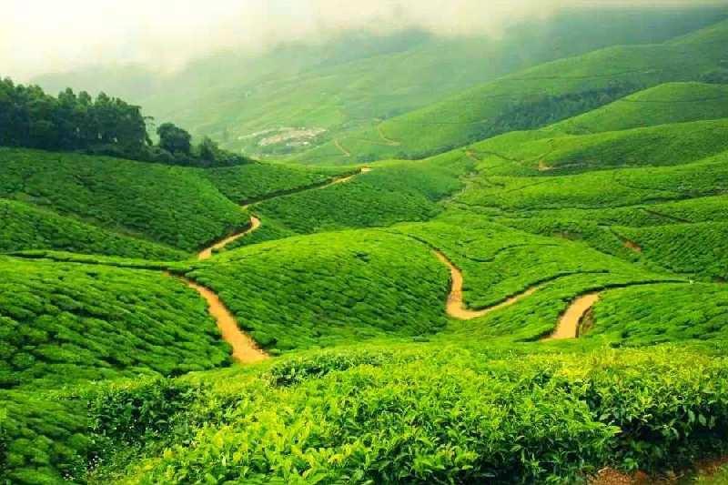 Commercial Land 3 Acre for Sale in Munnar, Idukki