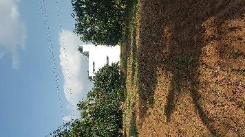  Agricultural Land for Sale in Yadamari, Chittoor